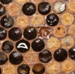 Some capped honey bee brood cells, one capping is nibbled while another is greasy and sunken
