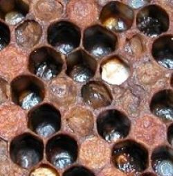 A frame of honey bee brood with signs of American foulbrood, some cells have dark and sunken cappings.