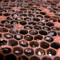 A frame of brood that have died from American foulbrood and decomposed in their cells presenting as small, dark scales in the bottom of the brood cells.