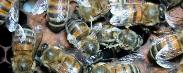 Two honey bees suffering with deformed wings are on a frame of capped brood, next to their nestmates that have healthy wings