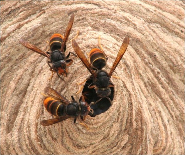 So you think you've seen an Asian Hornet? » APHA - National Bee Unit -  BeeBase