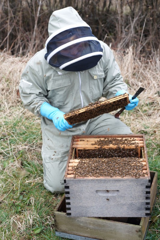 Beekeepers working a hive 