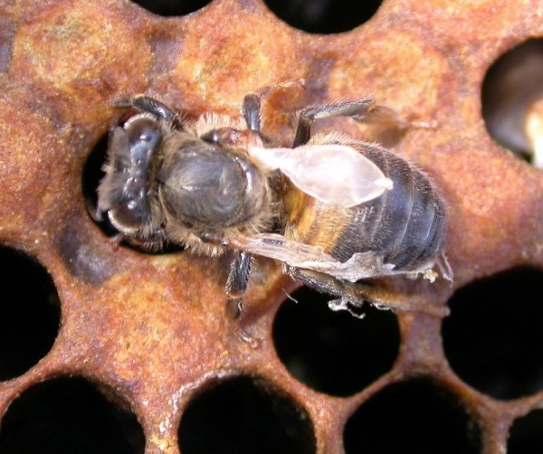Honey bee displaying signs of Deformed Wing Virus