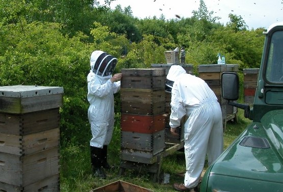 Two Beekeepers in the apiary 