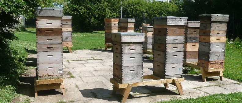 Beehives with honey supers on