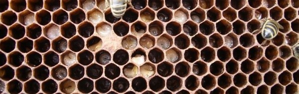 A frame of honey bee brood with signs of European foulbrood