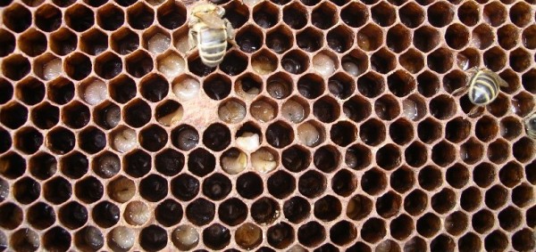European Foulbrood (EFB) infected comb
