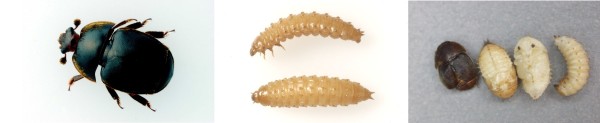 A series of three images showing life stages of the Small Hive Beetle