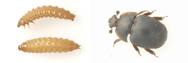 Two spiny, yellow small hive beetle larvae next to a large adult small hive beetle, which is black and has clubbed antennae