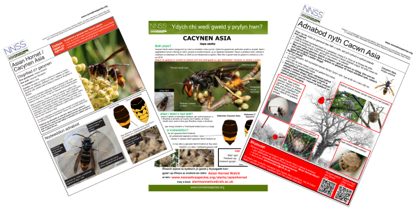 Asian hornet ID literature