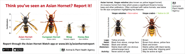 Asian hornet postcards available from NBU