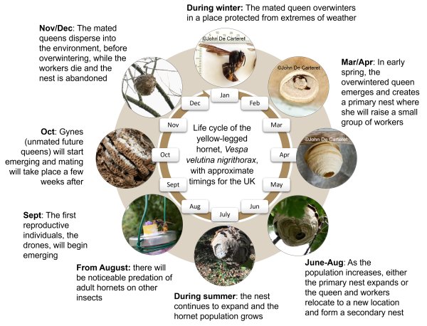 Life cycle of the Asian hornet with approximate timings for the UK