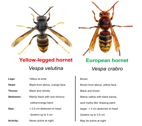 A comparison of an Asian hornet and a European hornet 