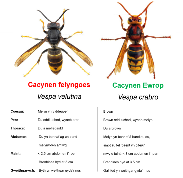 Cylchred bywyd y gacynen felyngoes, Vespa velutina nigrithorax, gydag amseroedd bras ar gyfer y DU. 