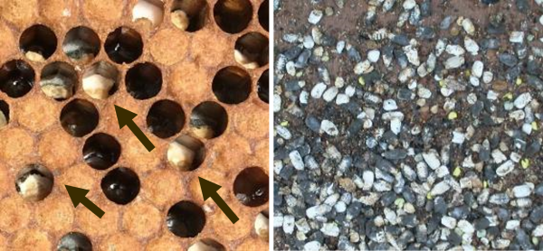 Arrows point to three open cells in a frame of mostly capped larvae. Inside the cells are white larval remains that have shrunk down into the bottom of the cells. and A large number of white and grey chalkbrood mummies are seen on the ground outside an infected hive. 