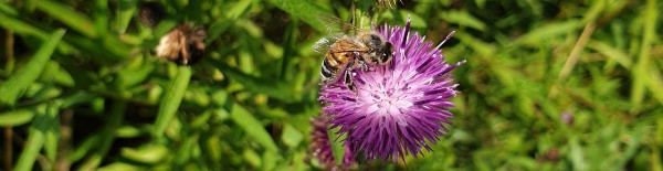 A honey bee foraging on a purple thistle flower