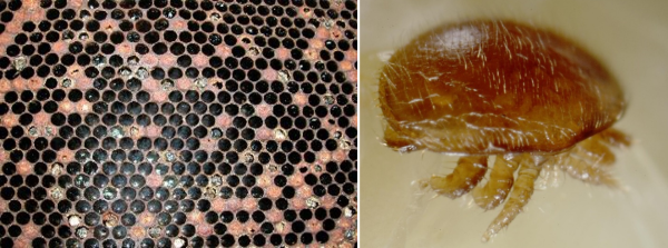A brood frame with an irregular brood pattern, dead and cannibalised pupae, nibbled cappings demonstrates the signs of parasitic mite syndrome and A close up of an adult female mite on a pale background is shown. The mite is brown with hairs on its legs and back.