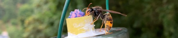 An asian hornet at a monitoring station