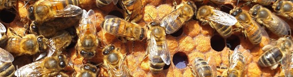 Honey bees on a frame of capped brood and pollen