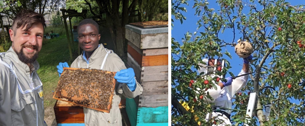 The NBU's Jack Silberrad and Dr Emmanuel Piiru from KNUST examine a colony of honey bees at Sand Hutton in York and Asian Hornet (Vespa velutina) nest removal from an apple tree near Gosport 2020