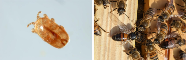 Tropilaelaps spp. mite and a bee suffering from cBPV