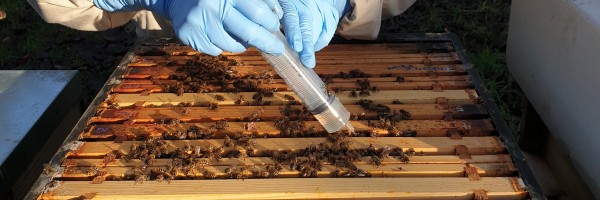 A beekeeper trickles oxalic acid between the frames in a hive