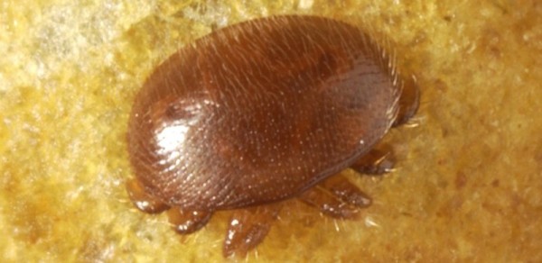 An adult female varroa mite