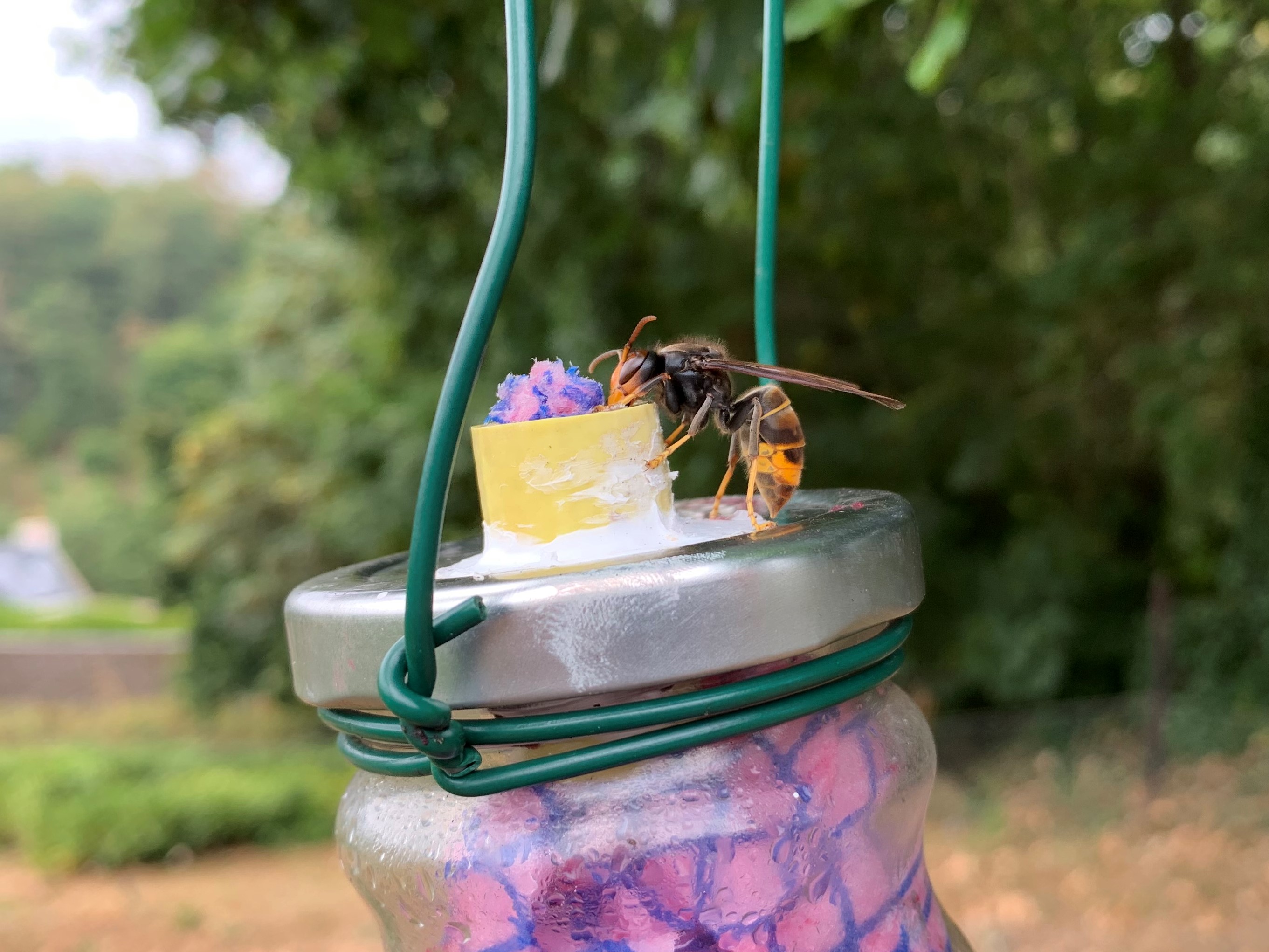 An asian hornet is sitting on a closed jar drinking liquid bait from a wet cloth.
