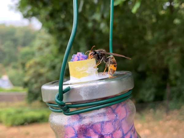 An asian hornet is sitting on a closed jar drinking liquid bait from a wet cloth.