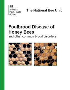 Foulbrood disease of honey bees leaflet cover