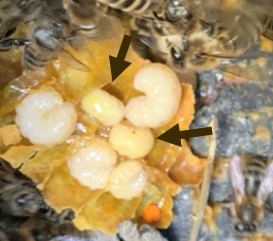 A group of honey bee larvae are seen next to each other, two yellow looking ones have an arrow pointing at them to indicate suspect EFB, while the other larvae and whiter in colour. 
