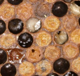 Some honey bee brood cells show some larvae that are brown and melted, while one cell has nibbled cappings. A nearby cell capping looks sunken and greasy.