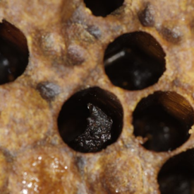 A close up of a honey bee cell that contains the remains of a larva that has died of EFB. The remains have turned into a brown, semi-circular scale inside the cell.